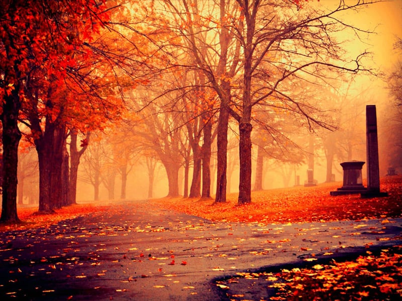 Nullam feugiat risus ut sapien semper faucibus ornare et mauris. Fusce ut purus feugiat, condimentum lorem sit amet, semper nisi. Fusce blandit ut nibh eu pellentesque.